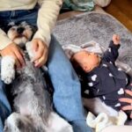 赤ちゃんと犬に『手遊び歌』をやってみた結果…ワンコとは思えない『可愛いが渋滞している光景』が41万再生「されるがままｗ」「幸せな空間」(ブログ)