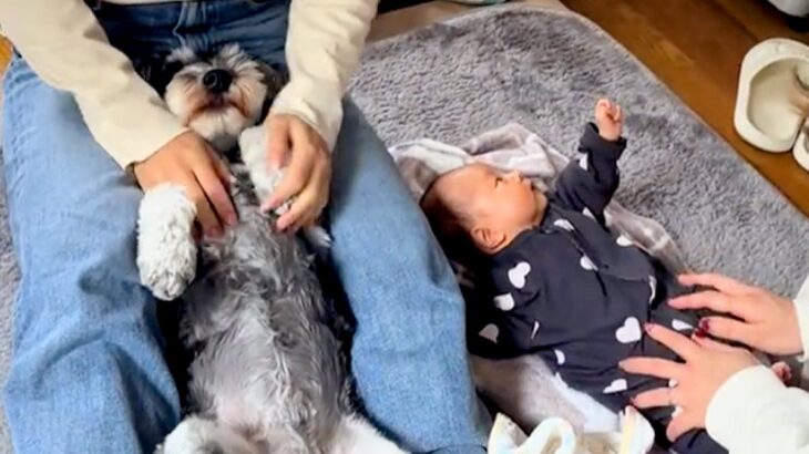 赤ちゃんと犬に『手遊び歌』をやってみた結果…ワンコとは思えない『可愛いが渋滞している光景』が41万再生「されるがままｗ」「幸せな空間」(ブログ)