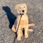 『お散歩拒否』をする大型犬の子犬→『家に帰るフリ』をすると…わかりやす過ぎる『態度の変化』に反響「普通の犬と逆で面白いｗ」「インドア派」(ブログ)