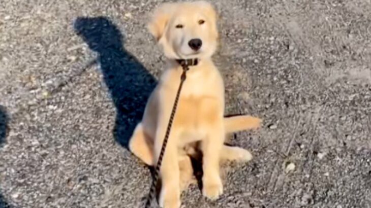 『お散歩拒否』をする大型犬の子犬→『家に帰るフリ』をすると…わかりやす過ぎる『態度の変化』に反響「普通の犬と逆で面白いｗ」「インドア派」(ブログ)