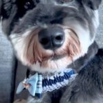 おじいちゃんに『犬のトリミング』をお願いした結果…想定外な『まさかの光景』に爆笑「どんな注文の仕方したんだろうｗｗｗ」「満足げに見える」(ブログ)