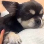 妊娠中、いつも寄り添い続けてくれた犬→出産後、赤ちゃんと初対面を果たしたら…思わず涙が出る光景が31万再生「泣けてくる…」「頼もしい」(ブログ)