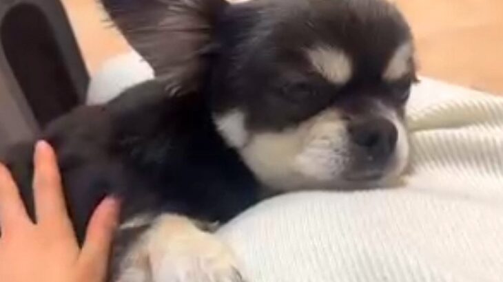 妊娠中、いつも寄り添い続けてくれた犬→出産後、赤ちゃんと初対面を果たしたら…思わず涙が出る光景が31万再生「泣けてくる…」「頼もしい」(ブログ)