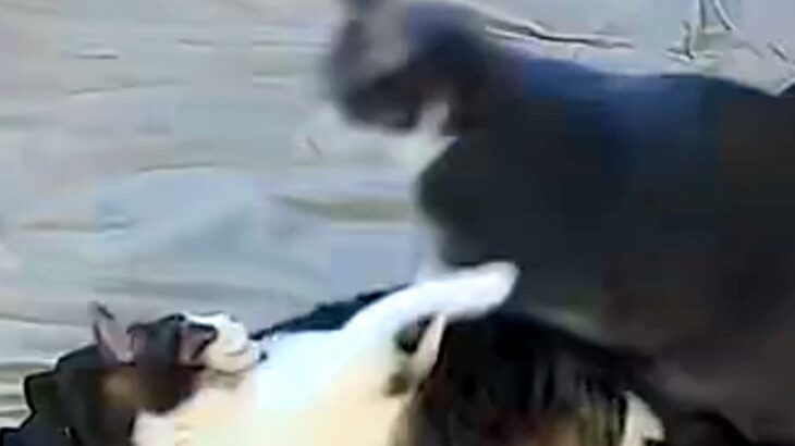2匹の猫が喧嘩を始めた結果→気付いた大型犬がすぐに駆け付けて…まさかの『神対応』が64万表示「優しく論してて感動」「本当に優しい」と称賛(ブログ)