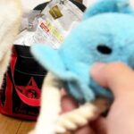 ボロボロになった『犬のおもちゃ』を修理→直した後、見せに行った結果…あまりにも尊い『表情』が12万再生「えぐいくらい可愛い」「たまらん」(ブログ)