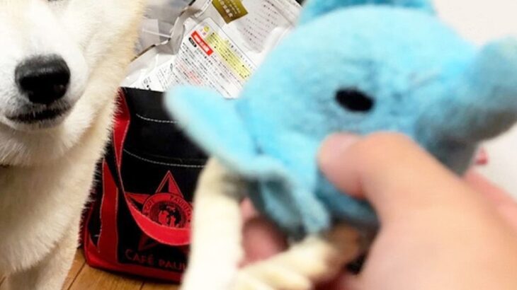 ボロボロになった『犬のおもちゃ』を修理→直した後、見せに行った結果…あまりにも尊い『表情』が12万再生「えぐいくらい可愛い」「たまらん」(ブログ)