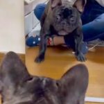 犬が初めて『鏡で自分の姿を見た』結果→思った以上に驚いて…まさかのリアクションが21万再生「吠え方がアバアバｗｗｗ」「可愛すぎるｗ」(ブログ)