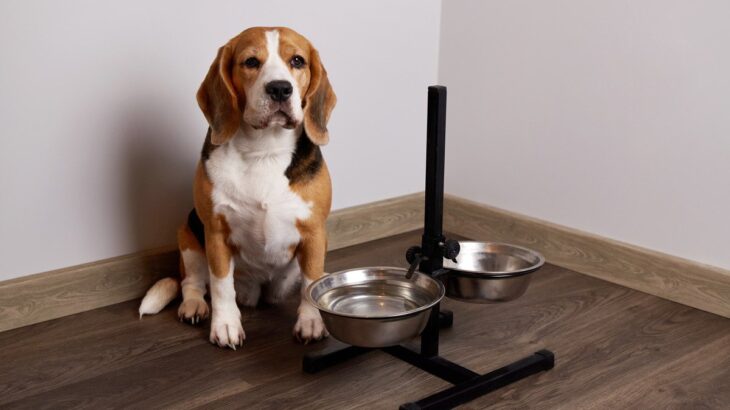 犬が『ご飯を欲しがっている』ときにみせるサイン7つ　愛犬からの要求にどう対応したらいいの？(ブログ)