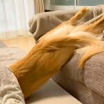 ソファからこたつに移動する大型犬→まるで人間のような『横着しすぎている動き』に爆笑と共感の声「見たことないｗ」「溶けてる」と98万再生(ブログ)