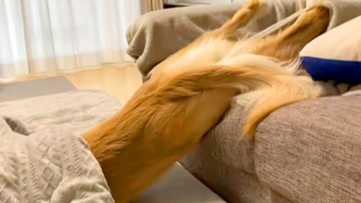 ソファからこたつに移動する大型犬→まるで人間のような『横着しすぎている動き』に爆笑と共感の声「見たことないｗ」「溶けてる」と98万再生(ブログ)