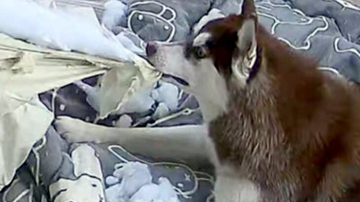 お留守番中のハスキー犬3匹→ふと見守りカメラを覗いてみたら…悲酸すぎる『衝撃の光景』に1万いいね集まる「大惨事で草」「初めて見たｗｗ」(ブログ)