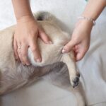 犬の『レッグペルテス病』危険な症状とは？考えられる原因や治療法まで(ブログ)