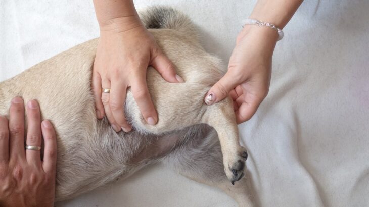 犬の『レッグペルテス病』危険な症状とは？考えられる原因や治療法まで(ブログ)