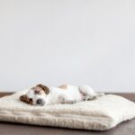 犬の『ベッド』やってはいけないNGな洗い方５選　意外とやりがちなタブー行為や適切なお手入れまで(ブログ)