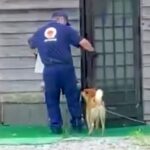 犬がいる家に『配達員のお兄さん』が来た結果→運び終わるのを待って…優しさ溢れる『幸せな光景』が64万再生「離れがたいね」「心がホッコリ」(ブログ)