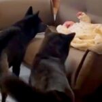 生まれた瞬間から甲斐犬と過ごした赤ちゃん→ほっこりが止まらない『10ヶ月後の光景』に15万再生の反響「天使…癒される」「将来が楽しみ」(ブログ)