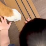 どうしても『超大型犬のおてて』を触りたい赤ちゃん→可愛いが渋滞している『尊い光景』が107万再生「赤ちゃんって理解してる」「素敵な家族」(ブログ)