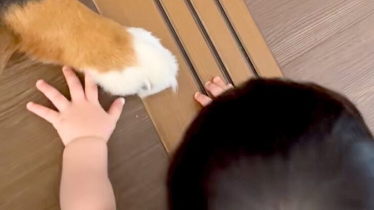 どうしても『超大型犬のおてて』を触りたい赤ちゃん→可愛いが渋滞している『尊い光景』が107万再生「赤ちゃんって理解してる」「素敵な家族」(ブログ)