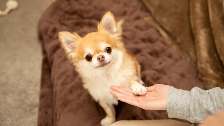 犬がみせる『あざとい』行動5つ　可愛く見える仕草の意味や飼い主の間違った対応まで(ブログ)