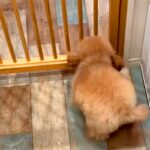 トリミングサロンに『推しのお兄さん』がいる犬→顔を見た瞬間…『大好き』を全身で表現する光景が18万再生「たまらんな」「ヘソ天はやいｗｗ」(ブログ)