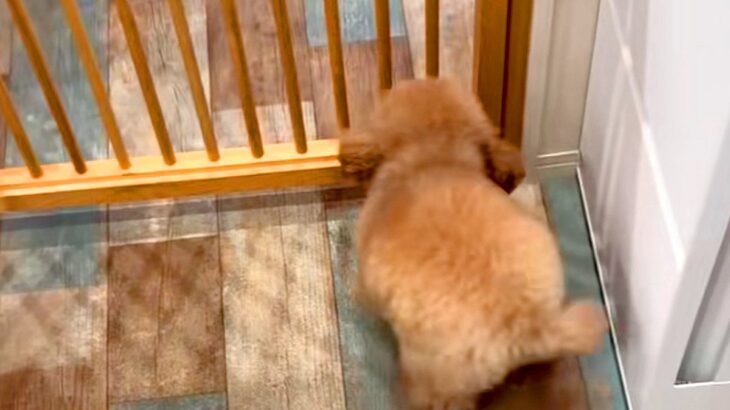 トリミングサロンに『推しのお兄さん』がいる犬→顔を見た瞬間…『大好き』を全身で表現する光景が18万再生「たまらんな」「ヘソ天はやいｗｗ」(ブログ)