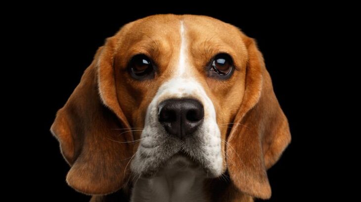 犬が『股間のニオイを嗅いでくる』心理3選　しつこい理由や止めてほしいときの対処法まで(ブログ)