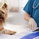 犬のウンチが臭すぎるときに考えられる『5つの病気』今すぐ病院へ行くべきサインまで(ブログ)