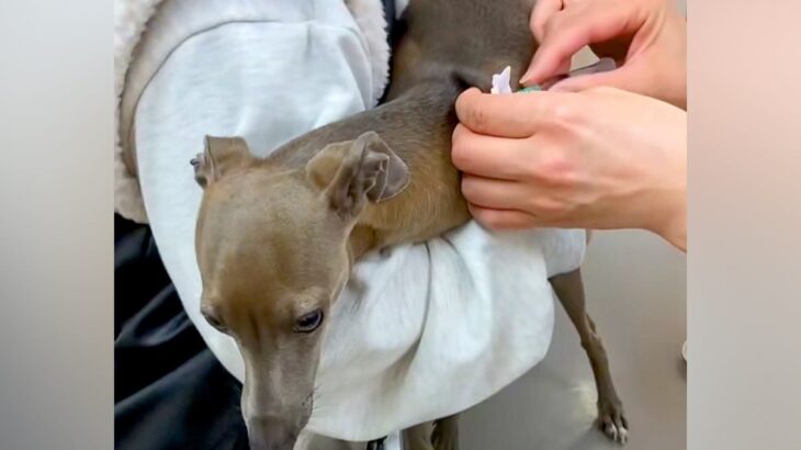 動物病院で注射を打つ犬→針が刺さった瞬間に…思っているのと違った『先生への行動』が34万再生「心の声聞こえた」「スピード感ｗｗ」と反響(ブログ)