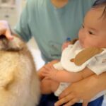 シベリアンハスキーのおしりが『赤ちゃんにぶつかってしまった』結果→ずっと見ていたい『尊い反応』が7万再生「微笑ましい」「ほのぼの」(ブログ)