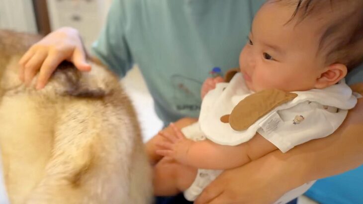 シベリアンハスキーのおしりが『赤ちゃんにぶつかってしまった』結果→ずっと見ていたい『尊い反応』が7万再生「微笑ましい」「ほのぼの」(ブログ)