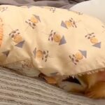 夜、寝るため2階に行こうとしたら『抱っこで行きたい』と犬が駄々をこねて…可愛すぎる『抵抗の仕方』が95万再生「吹いたｗ」「子どもみたい」(ブログ)