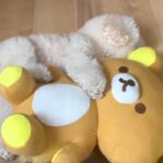 ぬいぐるみがないと寝れなかった犬→赤ちゃんが家にきたら…『まさかの光景』が尊すぎると45万再生「絵に描いたような幸せ」「可愛くて涙出た」(ブログ)