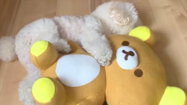 ぬいぐるみがないと寝れなかった犬→赤ちゃんが家にきたら…『まさかの光景』が尊すぎると45万再生「絵に描いたような幸せ」「可愛くて涙出た」(ブログ)