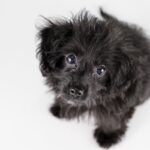 犬が『じっと見つめてくる』心理4選　目が合ったときに飼い主がすべき正しい対応まで(ブログ)