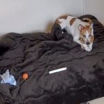 お留守番中の犬と猫の様子をカメラで確認→『猫が見当たらない』と思ったら…想定外すぎる光景に4万2000いいね「可愛すぎｗ」「すっぽり」(ブログ)