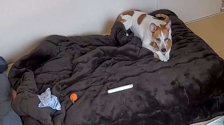 お留守番中の犬と猫の様子をカメラで確認→『猫が見当たらない』と思ったら…想定外すぎる光景に4万2000いいね「可愛すぎｗ」「すっぽり」(ブログ)