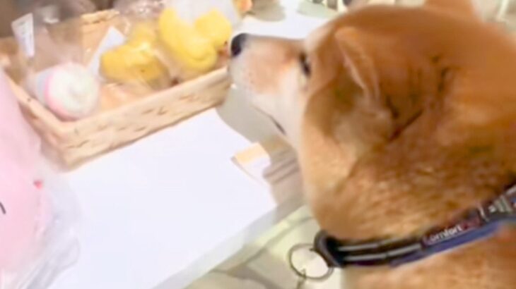 おもちゃを買ってもらう弟犬→兄犬が羨ましそうに横で見つめて…あまりにも尊い反応が65万再生「人間の子供みたい」「愛おしくて涙出る」(ブログ)