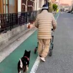 『近所のおじいちゃん』が大好きな犬→一緒に『シニアカー』に乗って…素敵すぎる『ふたりの時間』が38万再生「心が暖かくなる」「かわいい」(ブログ)