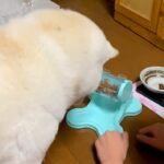 犬のために『ご飯が出てくるおもちゃ』を購入→使い方を教えた結果…愛おしすぎる『勘違い』に7万いいね「なぜそこｗｗ」「困り顔で可愛い」(ブログ)