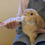 うさぎの環境エンリッチメント協会「コンプリートレスキュー」が発売！(ブログ)