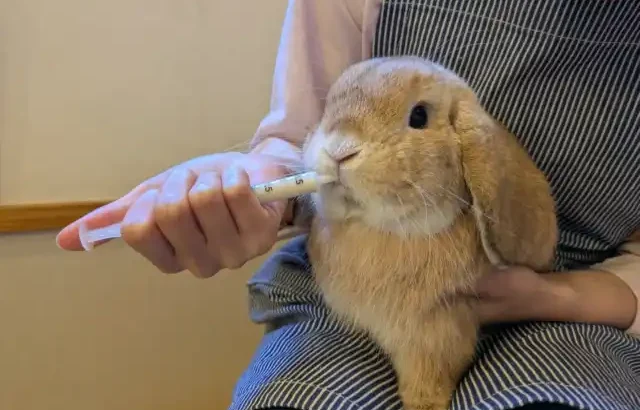 うさぎの環境エンリッチメント協会「コンプリートレスキュー」が発売！(ブログ)