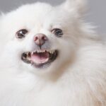 犬に苦痛を与える『愛情表現』3選　意外とやりがちな飼い主のタブー行為や適切な接し方まで(ブログ)