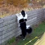 キャンプ場で『3分だけ犬のそばを離れた』結果→『置いて行かれた』と勘違いして…愛おしすぎる光景が38万再生「可愛い」「たまらない…」(ブログ)