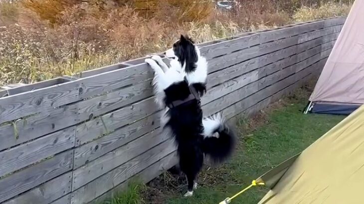 キャンプ場で『3分だけ犬のそばを離れた』結果→『置いて行かれた』と勘違いして…愛おしすぎる光景が38万再生「可愛い」「たまらない…」(ブログ)
