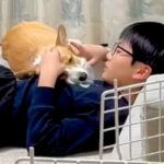息子と一緒に寝転がっている犬に『ママと寝る？』と声を掛けた結果→どちらと眠るか悩んで…尊い結末が54万再生「優しさの塊」「ほっこり」(ブログ)