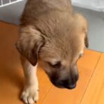 たらい回しにされ、処分寸前の子犬を保護→不安げな様子で…思わず涙する『家族になっていく光景』に「もう怖くないね」「幸せになって」と反響(ブログ)
