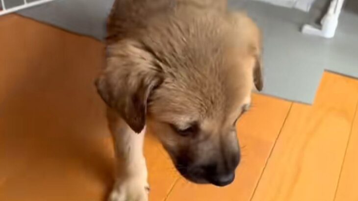 たらい回しにされ、処分寸前の子犬を保護→不安げな様子で…思わず涙する『家族になっていく光景』に「もう怖くないね」「幸せになって」と反響(ブログ)