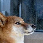 『繊細な性格の犬』にしてはいけないNG行為3つ　メンタルが弱いワンコの共通点とは？(ブログ)