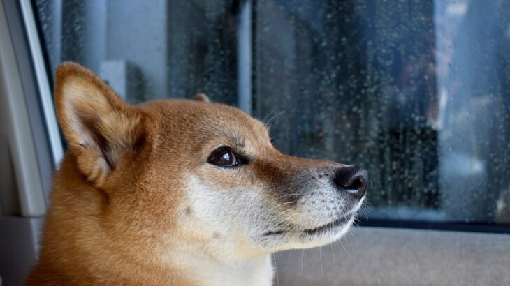 『繊細な性格の犬』にしてはいけないNG行為3つ　メンタルが弱いワンコの共通点とは？(ブログ)