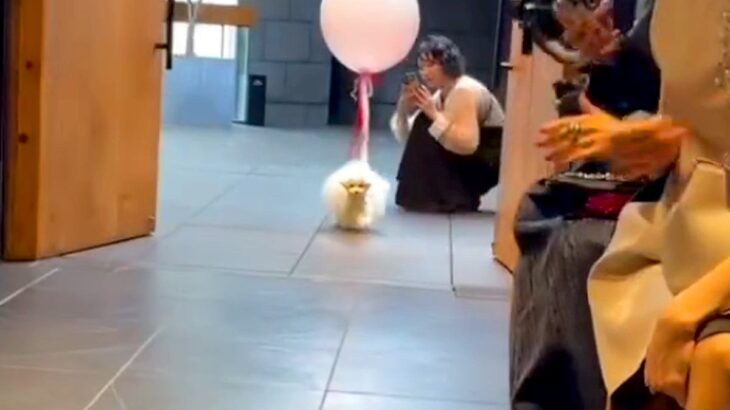 結婚式の『リングドッグ』を任された犬の1日に密着→挙式で見せた『尊い行動』が238万再生「反則並の可愛さ」「きゅんきゅんした」と悶絶(ブログ)